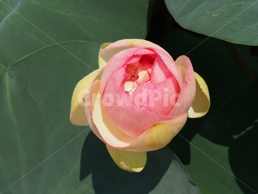 식물,rose,flower,꽃,연꽃
