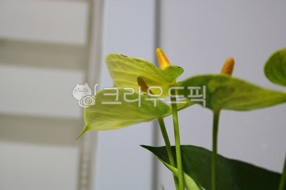 안스리움,꽃,안스리움꽃,안수리움,식물,자연,천남성과,열대식물,관엽식물,공기정화식물,관상용,잎,꽃잎,잎사귀