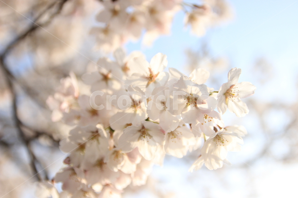 벚꽃,봄꽃,축제,봄나들이,봄하늘,봄,계절,spring,season,식물,자연,plants,nature,꽃,flower,plant