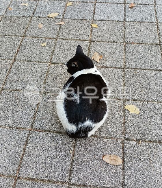 길고양이,고양이,턱시도고양이,동물,포유동물,cat,straycat,aalleycat,animal,mammal