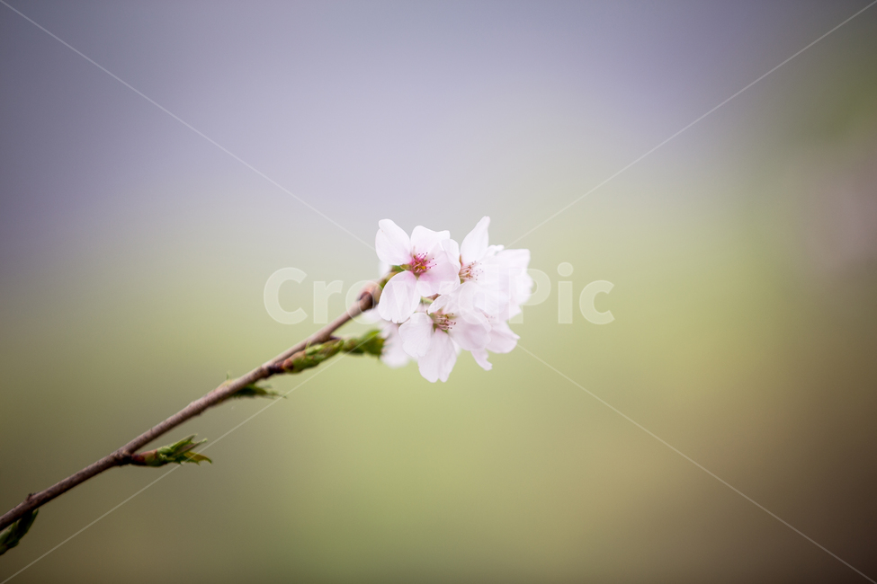 벚꽃축제,벚꽃나무,벚꽃길,벚꽃놀이,벚꽃,감성,봄,식물,자연,plants,nature,꽃,flower