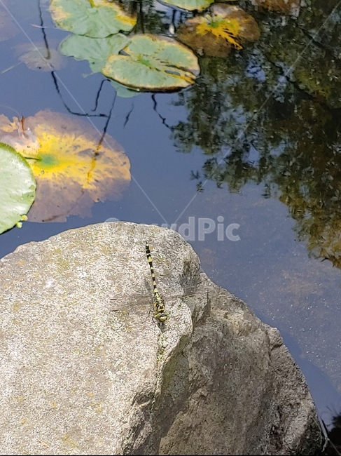 잠자리,줄무늬잠자리,대왕잠자리,여름잠자리,바위잠자리,곤충,벌레,insect,bug