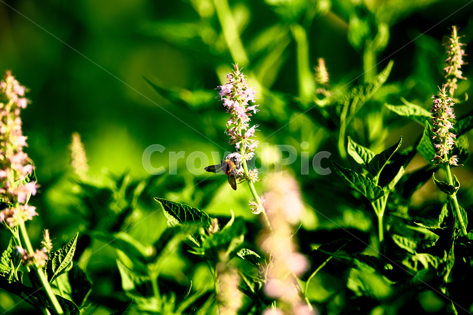 plant,식물,pollen,벌,beepollen,꿀벌,벌꿀,식물,자연,plants,nature,꽃,flower,곤충,벌레,insect,bug