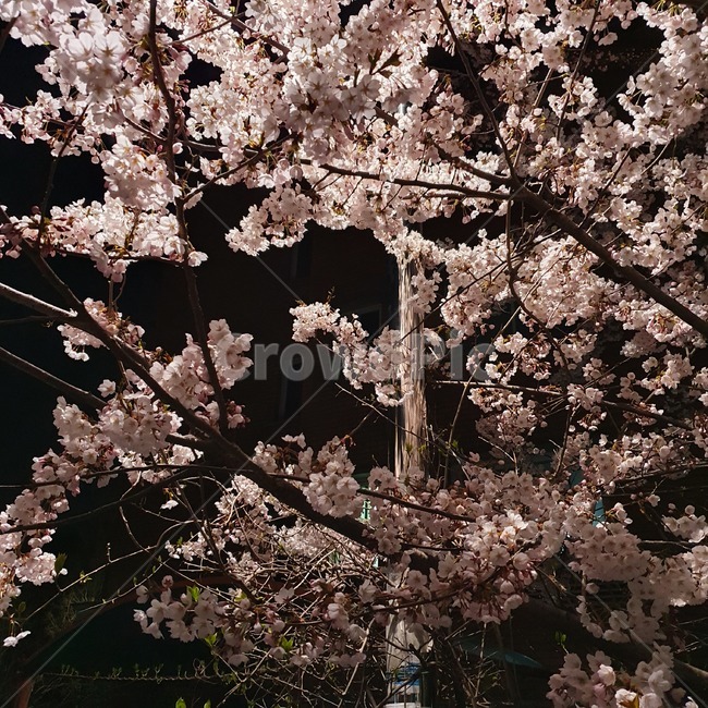 cherryblossom,벚꽃,blossom,꽃,flower