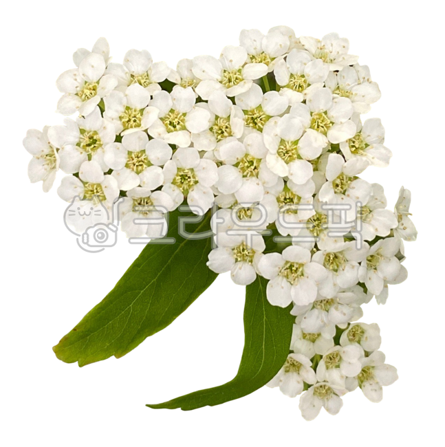 꽃,꽃다발,조팝나무,생화,꽃누끼,생화누끼,식물,누끼,꽃png,생화png,식물png,png,꽃잎,자연,plant,flower,blossom,nature,petal,plants,removebackground,transparentbackground,transparent,투명바탕,투명배경,공조팝나무,흰조팝나무,흰색꽃,하얀꽃,white,whiteflower,flowerbouquet,flowerarrangement,꽃꽂이,부케,bouquet