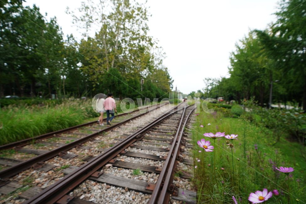 철도,레일,rail,기찻길,road,교통,길,코스모스,꽃,transportation