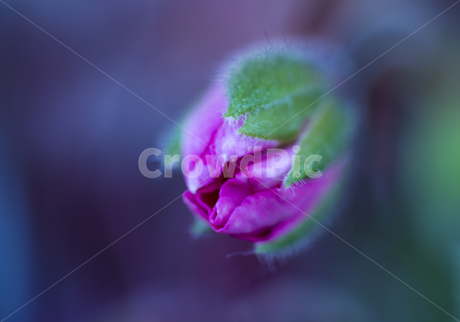 꽃,작은꽃,귀여운꽃,작고귀여운꽃,꽃봉우리,식물,자연,plants,nature,꽃,flower