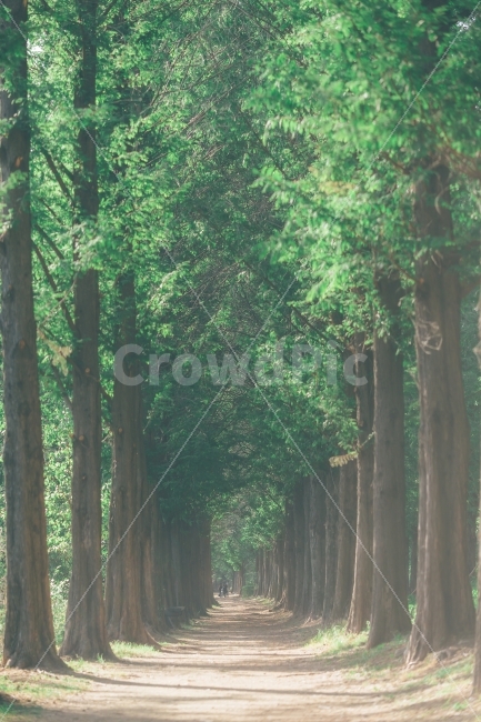 하늘공원,메타세콰이어,풍경,자연,나무,자연,풍경,nature,landscape,한국자연풍경,한국자연경관,korea nature landscape,식물,plants,나무,trees,wood,휴식,힐링,rest,relaxation,healing,plant,tree,path,통로