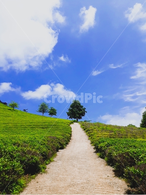 path,통로,field,grassland,nature,자연,구름,cloud,나무,하늘,sky,tree