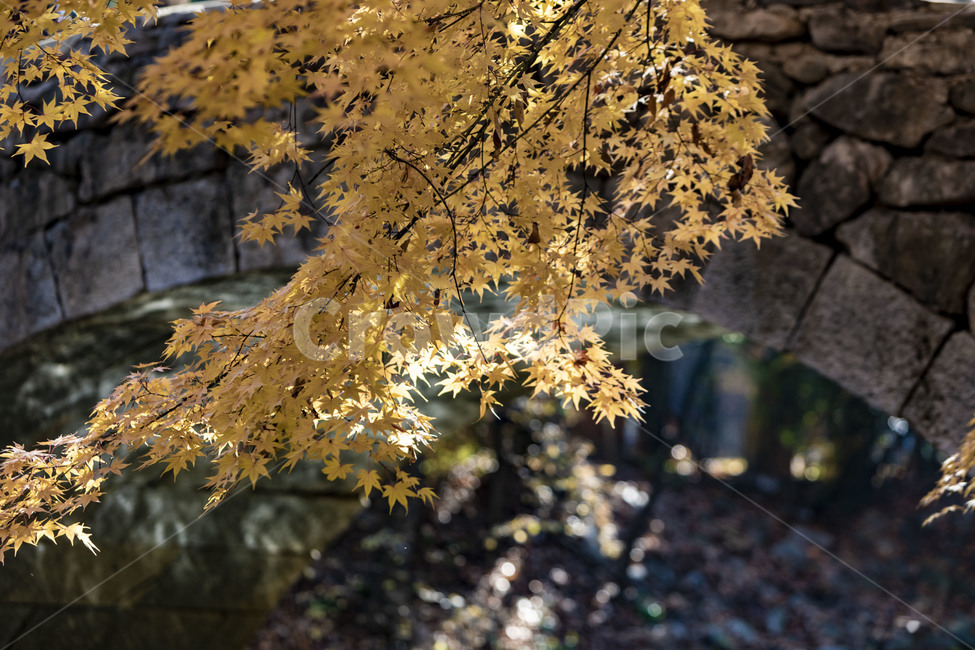 가을,홍예교,전통다리,단풍,감성,풍경,한국민속촌,가을,계절,fall,autumn,season,한국전통,한국문화,korean traditional,korean culture,plant,식물,leaf,잎,tree,나무,maple