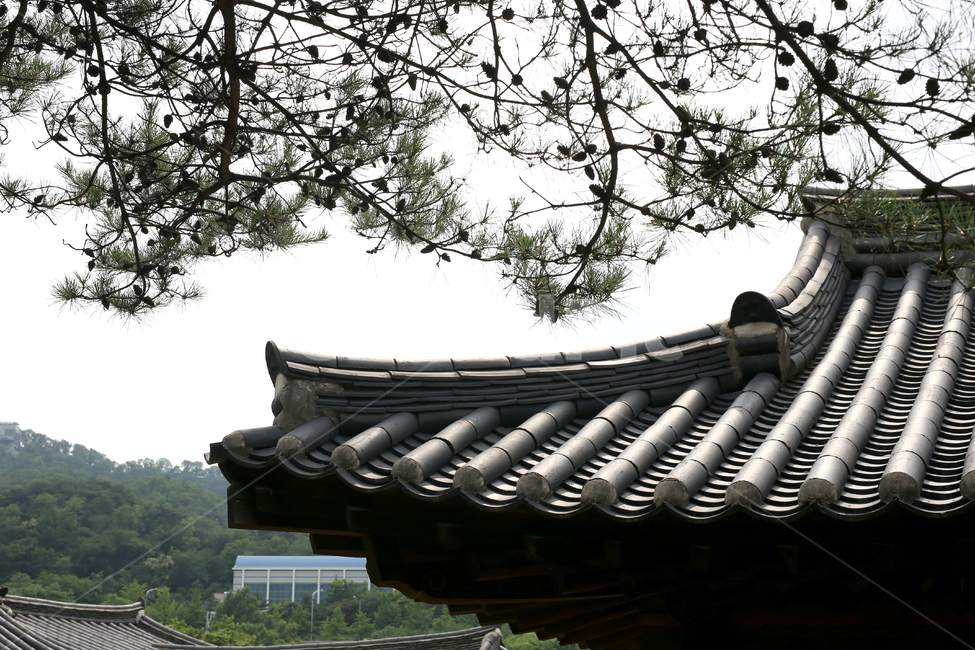 기와,기와집,옛날집,한옥,남산골,한옥마을,남산골한옥마을,소나무,지붕,한국전통,한국문화,korean traditional,korean culture,건축물,건물외관,exterior,building,structure,architecture,construction