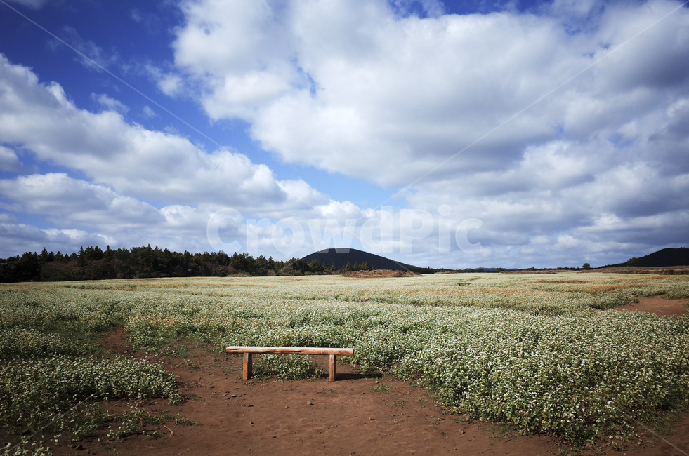 field,들,nature,자연,flower,blossom,plant,식물,메밀꽃,white,whiteflower,흰,하얀,흰꽃,하얀꽃,sky,하늘,cloud,구름,blue,green,들판,푸른,파란,초록,도로,dirtroad,흙길,road,벤치,bench,자연,풍경,nature,landscape