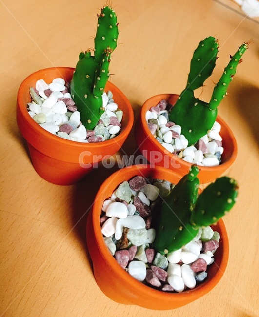 선인장,다육이,식물,plant,초록