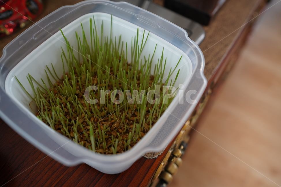 식물,보리,풀,플라스틱,새싹,생물,생명,plant,음식