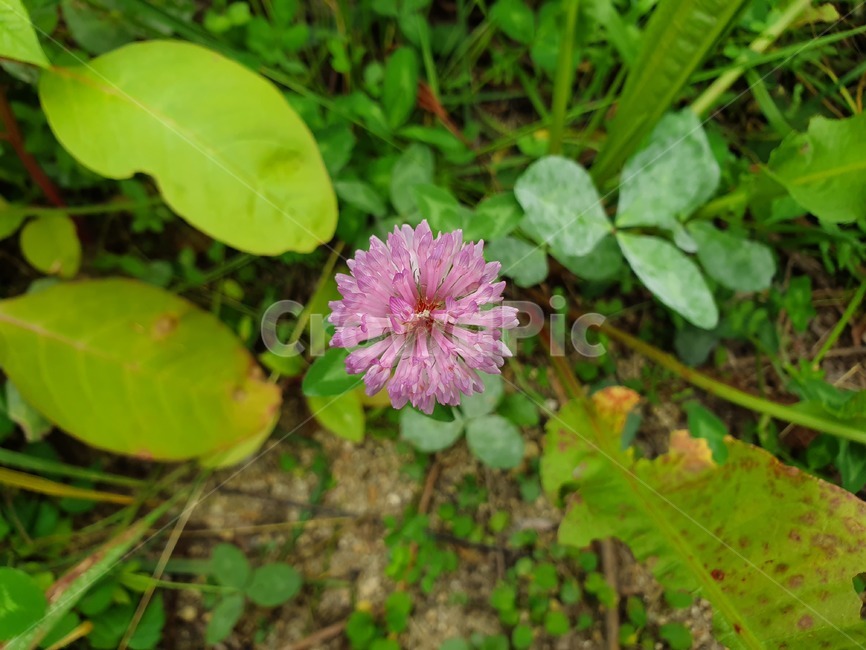 plant,식물,flower,blossom,꽃,보라색,식물,자연,plants,nature