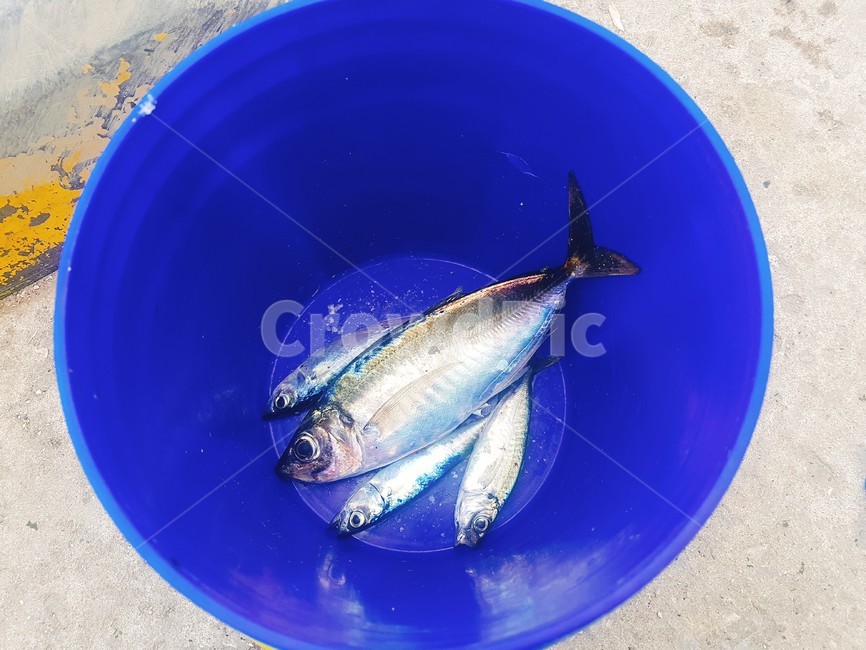 취미생활,낚시,고등어,생선,잡은고기,바다,바다낚시,동물,animal,어류,물고기,fish,수산물,해산물,fishery products,seafood