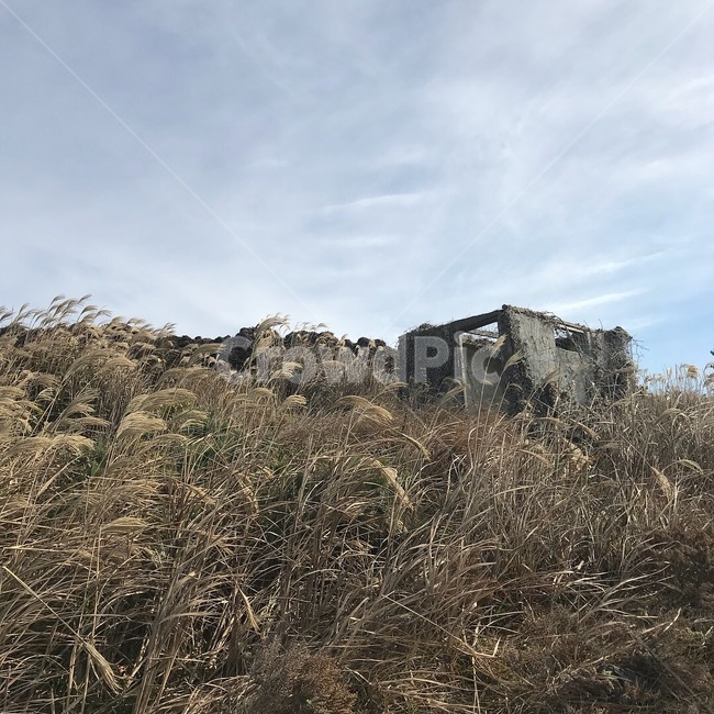 갈대,자연,풍경,하늘,감성,자연,풍경,nature,landscape,outdoors,옥외