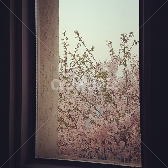 벚꽃,창가,창문,풍경,봄풍경,봄,계절,spring,season,식물,자연,plants,nature,꽃,flower