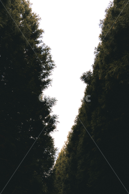 숲,나무,자연,green,plant,식물,tree,공원,숲길,산책,포레스트,forest,root,뿌리,삼림지,woodland,nature
