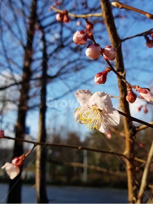 매실나무,매실꽃,이슬,아침이슬,꽃봉우리,봄,생명,새싹,봄,계절,spring,season,식물,자연,plants,nature,꽃,flower,plant