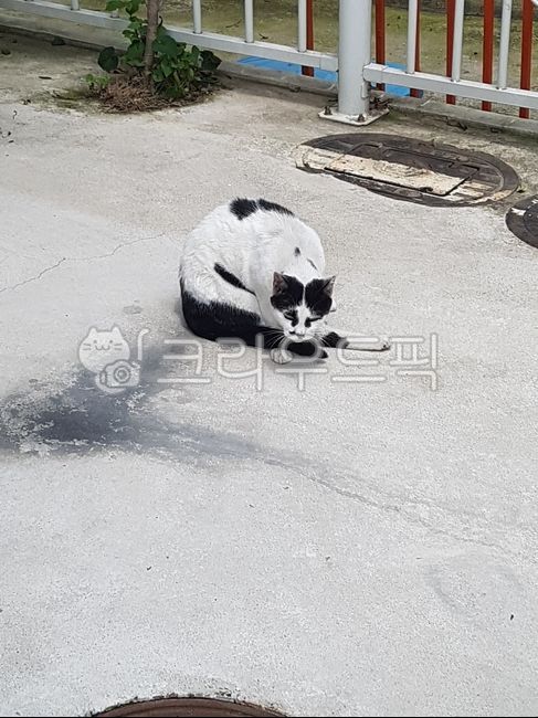 stray cat,cat,animal,pet