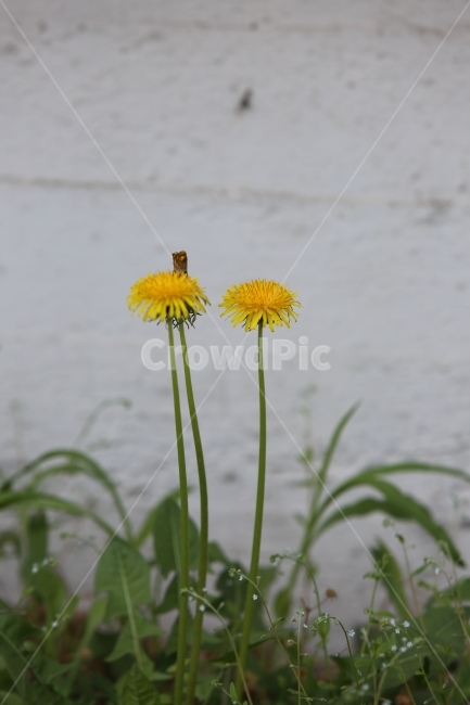 민들레,꽃,노랑,식물,구절초,식물,자연,plants,nature,꽃,flower