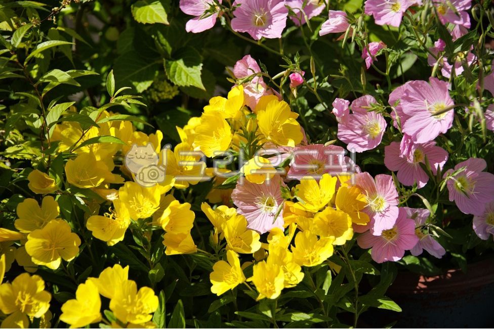 낮달맞이꽃,달맞이꽃,노란달맞이꽃,분홍달맞이꽃,봄꽃,plant,식물,flower,꽃,blossom