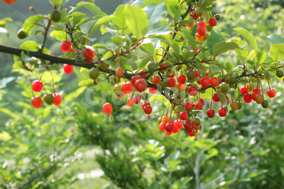 branch,bush,cherry,closeup,열매,과일,식물,나무,정원,그린,녹색,잎,나뭇잎,잎사귀,자연,elaeagnus,elaeagnusumbellata,fresh,fruit,fruits,garden,green,leaf,natural,nature,oleaster,oliveberries,plant,ripe,가지,나뭇가지,보리수,보리수나무,잘익은,익은,shrub,tree,umbellata,레드,빨강,빨강색,red,식물,자연,plants,nature,과일,열매,fruit
