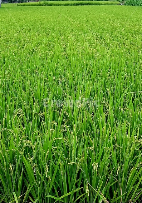 벼,초록,쌀,논,들,식물,식물,자연,plants,nature