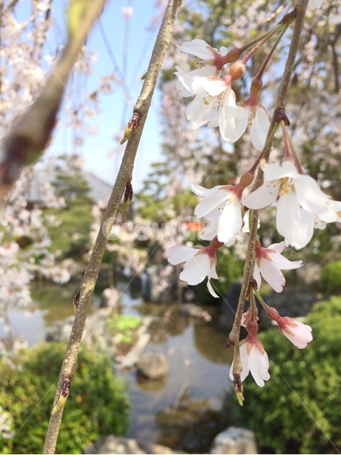 벚꽃,사쿠라,桜,sakura,일본