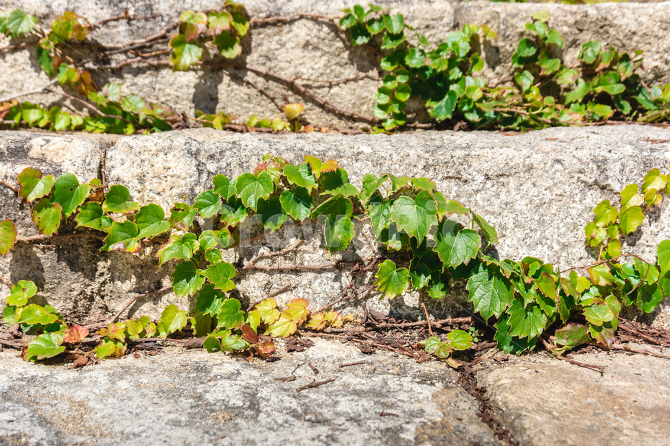 덩굴,담쟁이덩굴,돌담,자연,식물,풍경,식물,자연,plants,nature