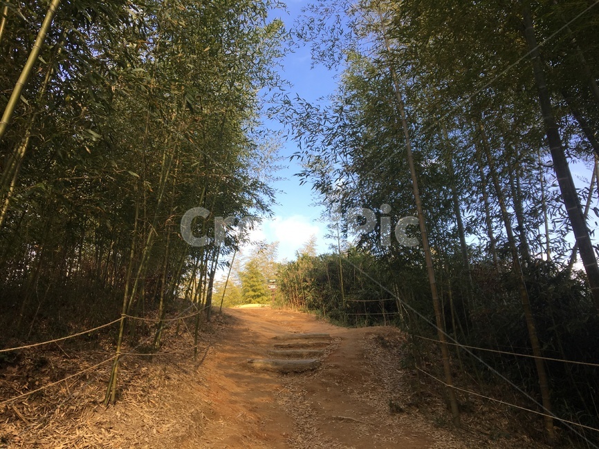 대나무길,대나무숲,대나무,이쁜길,산책길
