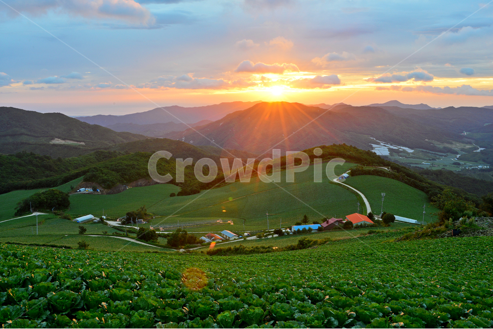 강원도,강릉시,왕산면,고랭지,배추밭,일출,건축물,안반데기,nature,자연,light,빛,flare,플레어,outdoors,옥외,강릉안반덕,강릉안반데기,고랭지배추밭,안반데기배추밭,안반덕배추밭,안반데기아침,자연,풍경,nature,landscape,한국자연풍경,한국자연경관,korea nature landscape