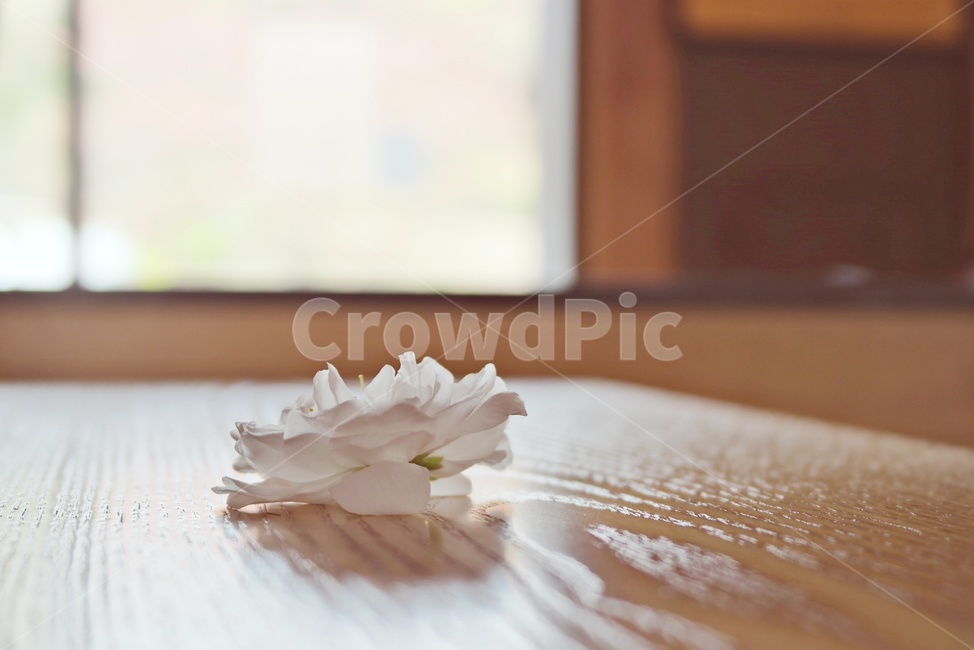 봄꽃,봄,꽃,우드톤,하얀꽃,감성,꽃송이,까페,꽃잎,blossom,flower