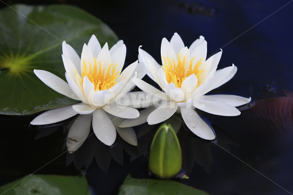 흰꽃,꽃,하얀꽃자연,풍경,흰색,노란꽃,식물,자연,plants,nature,꽃,flower