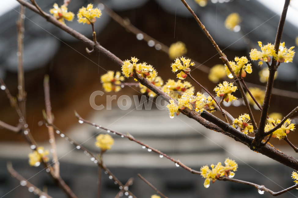 산수유,봄,꽃,나무,줄기,꽃잎,봄,계절,spring,season,한국전통,한국문화,korean traditional,korean culture,식물,자연,plants,nature,꽃,flower,비,비오는날,rain,rainy,plant