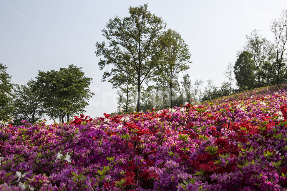 동산,공원,철쭉,감성,풍경,봄,계절,spring,season,자연,풍경,nature,landscape,식물,plants,꽃,flower,나무,trees,wood,plant,blossom,geranium,제라늄