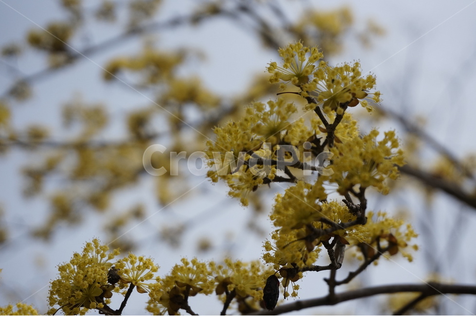 산수유,산수유나무,산수유꽃,노란색꽃,봄꽃,봄나무,식물,자연,plants,nature,꽃,flower