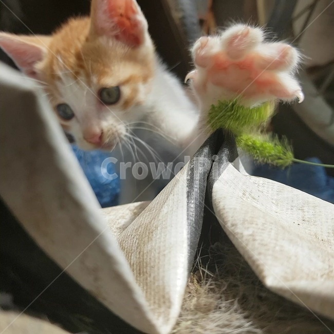 고양이,발바닥,강아지풀,솜방망이,젤리