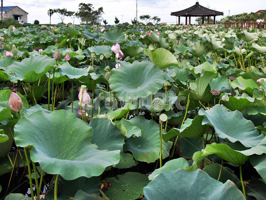 연꽃,연화지,제주,하가리,애월,연화못,연잎,여름,자연,관광지,식물,자연,plants,nature,꽃,flower