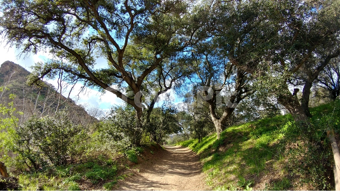 봄,동산,봄동산,봄볕,오솔길,푸른하늘,spring,springsunlight,bluesky,cleanair,SantiagoOakPark,California,봄,계절,spring,season,자연,풍경,nature,landscape,식물,plants,나무,trees,wood,휴식,힐링,rest,relaxation,healing,tree,plant,tree trunk,나무 줄기,ground,바닥