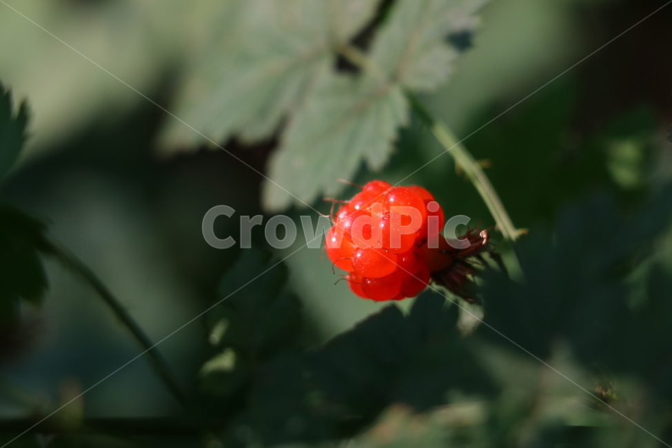 자연,풍경,초록,외로움,산딸기,잎사귀,식물,자연,plants,nature,과일,열매,fruit