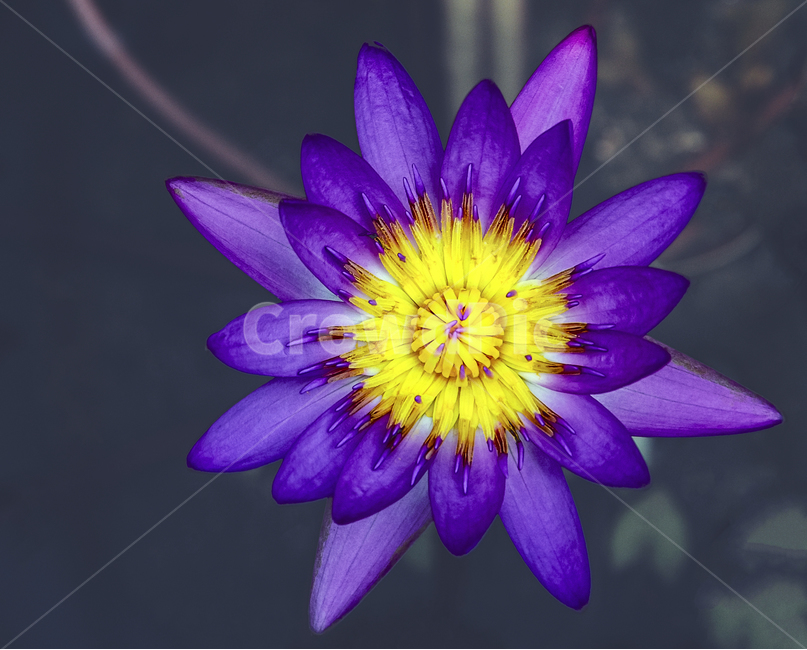수련,연꽃,연못,꽃,자연,식물,plants,nature,flower,아름다움,뷰티,배경,매크로,접사,클로즈업,Nymphaeatetragona,식물,자연,plants,nature,꽃,flower