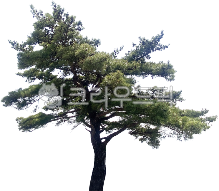 yard,branch,street tree,leaves,separation,wood,tree,png,isolation,streettree,transparent background,background,outside,plant,greenbelt,forest,tree branch,botany,green zone,treestem,Pine tree,twig,park,pinetree,green,nature,transparentbackground,greenness,