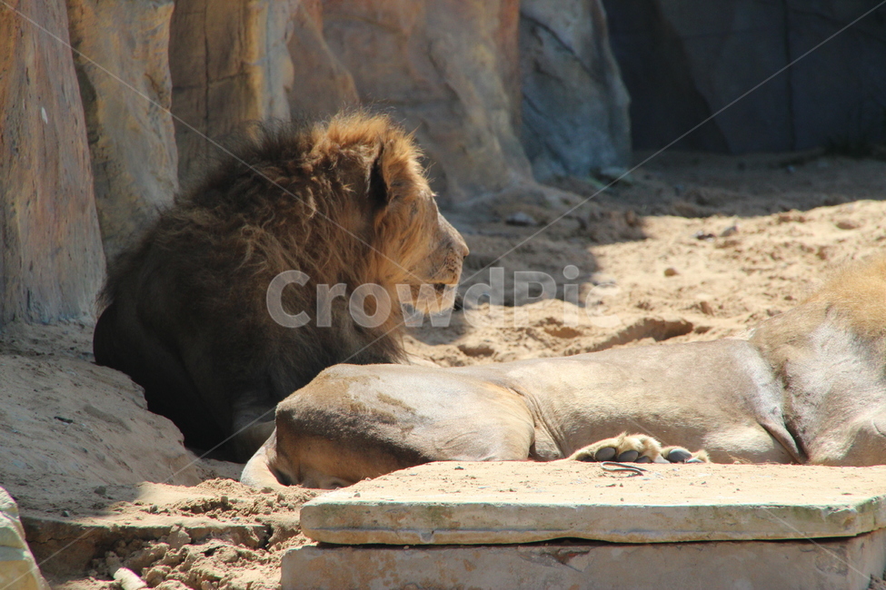 사자,야생생물,animal,동물,mammal,포유류,lion,wildlife,동물,animal,포유류,mammal