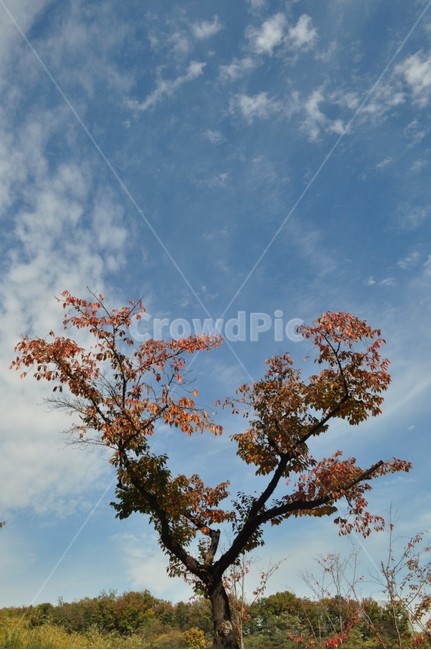 나무,자연,단풍,은행,풍경,산책,가을,계절,fall,autumn,season,자연,풍경,nature,landscape,tree,plant,식물