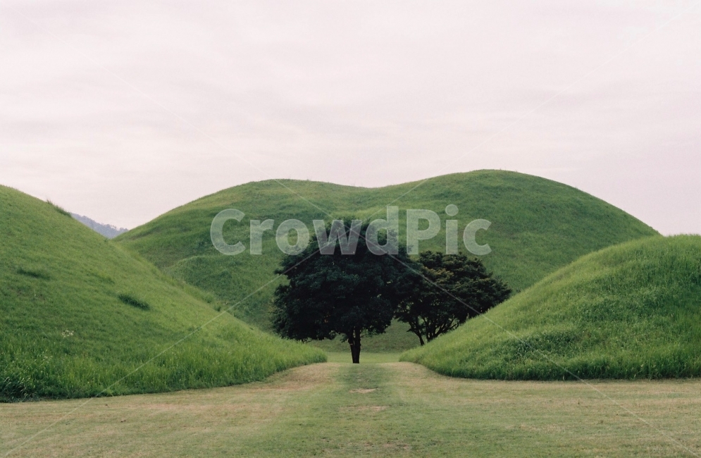 필름카메라,경주,대릉원,나무,풍경,여행,자연,풍경,nature,landscape,한국자연풍경,한국자연경관,korea nature landscape,한국전통,한국문화,korean traditional,korean culture,랜드마크,landmark,tourist attraction,한국랜드마크,한국관광지,한국명소,korea landmark,korea tourist attraction,grassland,목초지,field,들,outdoors,옥외,mound,투수판