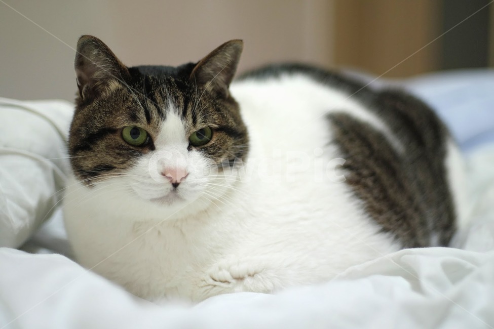 고양이,야옹이,반려동물,애완동물,포유류,동물,animal,포유류,mammal,고양이,cat,kitten,kitty