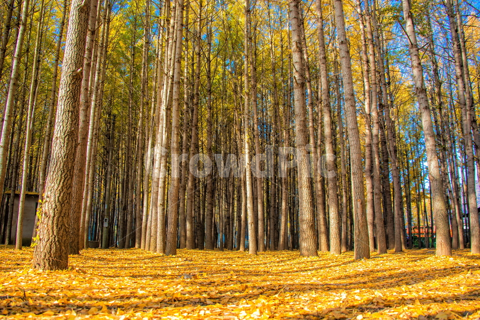 은행나무,은행,풍경사진,가을풍경,풍경,plant,식물,tree,나무