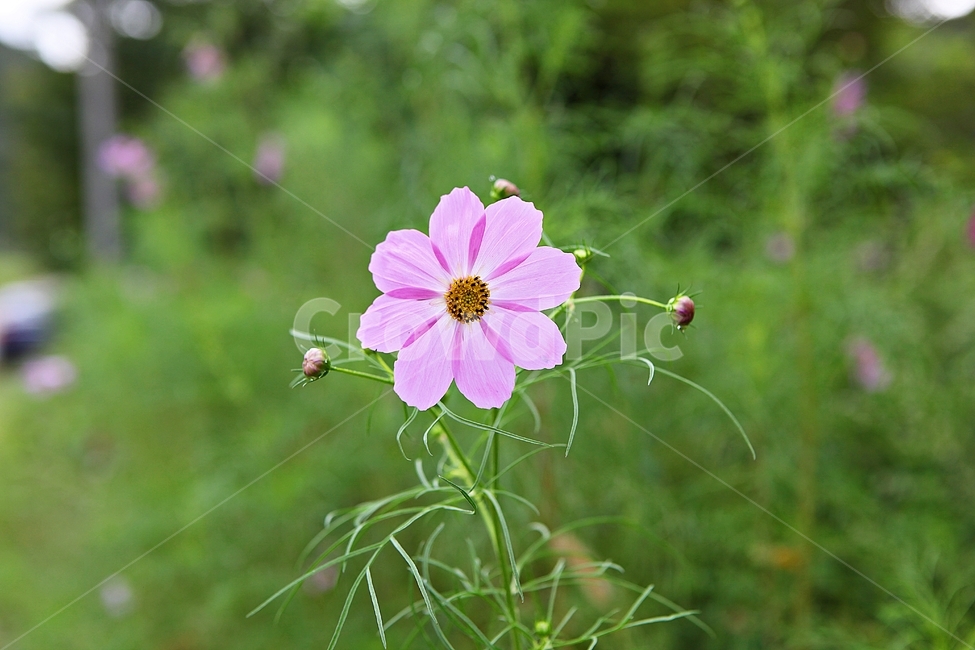 코스모스,꽃,꽃잎,잎,식물,자연,가을,계절,fall,autumn,season,식물,자연,plants,nature,꽃,flower,geranium,제라늄,plant,blossom
